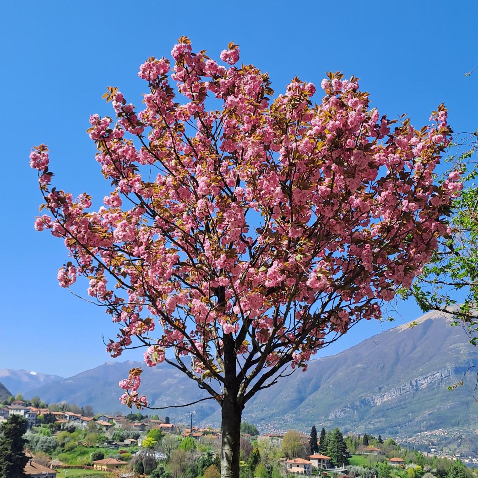 Villa Primula Bellagio Exteriör bild